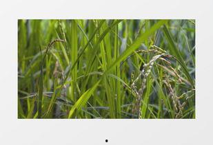 绿色大米爆料方法视频教程,轻松掌握视频爆料技巧  第1张 绿色大米爆料方法视频教程,轻松掌握视频爆料技巧  第1张