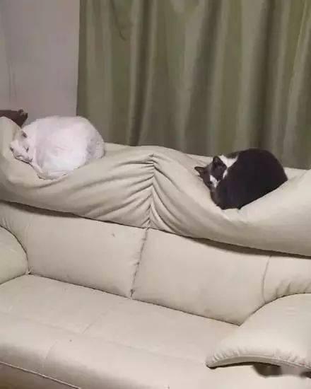 爆料沙发搞笑视频下载  第1张 爆料沙发搞笑视频下载  第1张