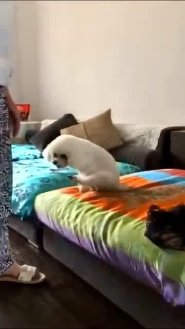 爆料沙发搞笑视频下载  第3张 爆料沙发搞笑视频下载  第3张