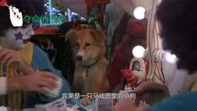 灵犬宾果国语在线观看,国语版动画电影,在线观看,欢乐来袭!