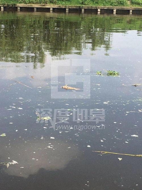 爆料如皋钓鱼场事件视频,揭秘背后惊人真相  第3张 爆料如皋钓鱼场事件视频,揭秘背后惊人真相  第3张