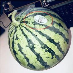山南网红吃瓜,揭秘幕后故事与热门话题  第1张 山南网红吃瓜,揭秘幕后故事与热门话题  第1张