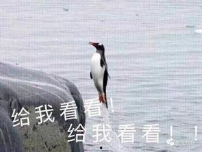 娱乐吃瓜君爆料遛鸟,遛鸟背后的明星趣事大揭秘  第3张 娱乐吃瓜君爆料遛鸟,遛鸟背后的明星趣事大揭秘  第3张
