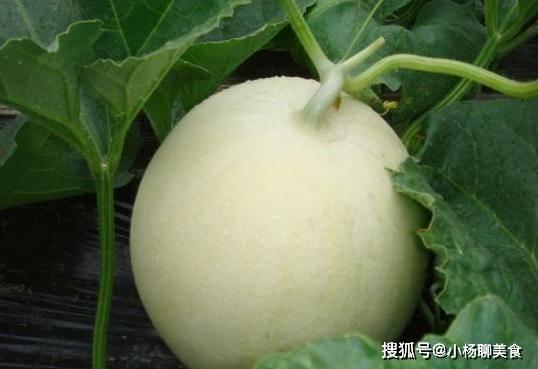 甜瓜人最新版本爆料,全新技能与剧情等你探索  第2张 甜瓜人最新版本爆料,全新技能与剧情等你探索  第2张