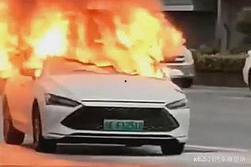 爆料海豚自燃视频播放下载,海豚自燃视频引发热议,真相令人震惊!