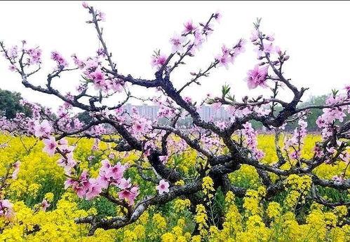 光明未来在线观看  第3张 光明未来在线观看  第3张